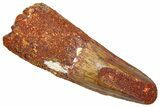 Fossil Spinosaurus Tooth - Feeding Worn Tip #361263-1